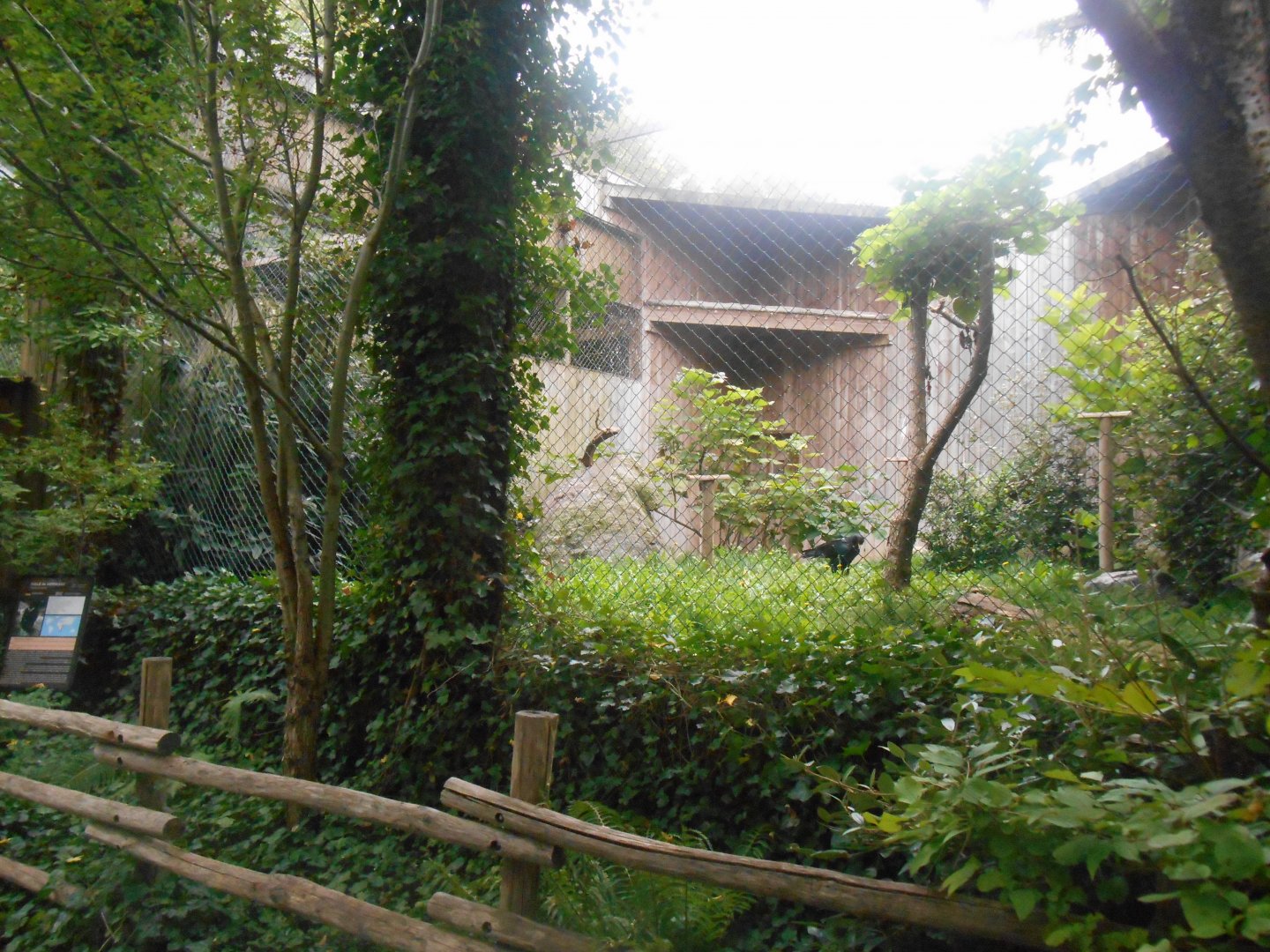 Verreaux's Eagle Aviary