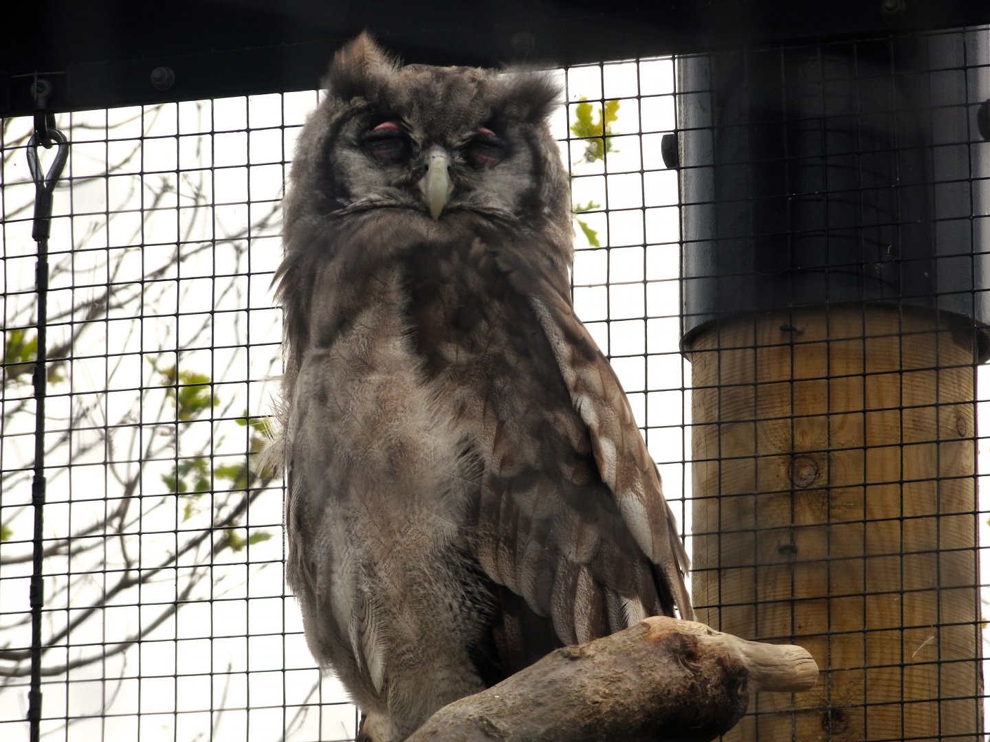 Verreaux's Eagle Owl 6 September 2025