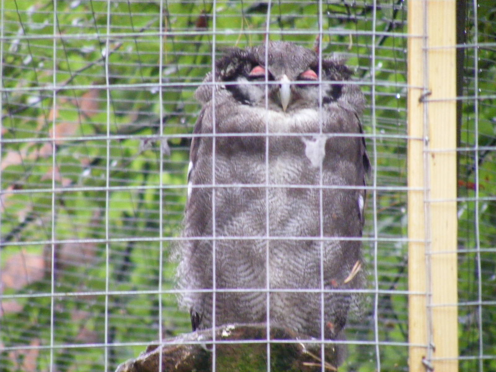 Verreaux's eagle owl at New Forest Wildlife Park, 21 August 2010
