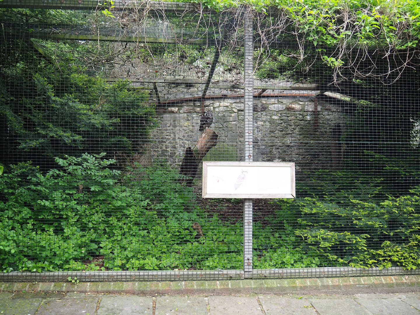 Verreaux's eagle-owl aviary, 2023-05-15