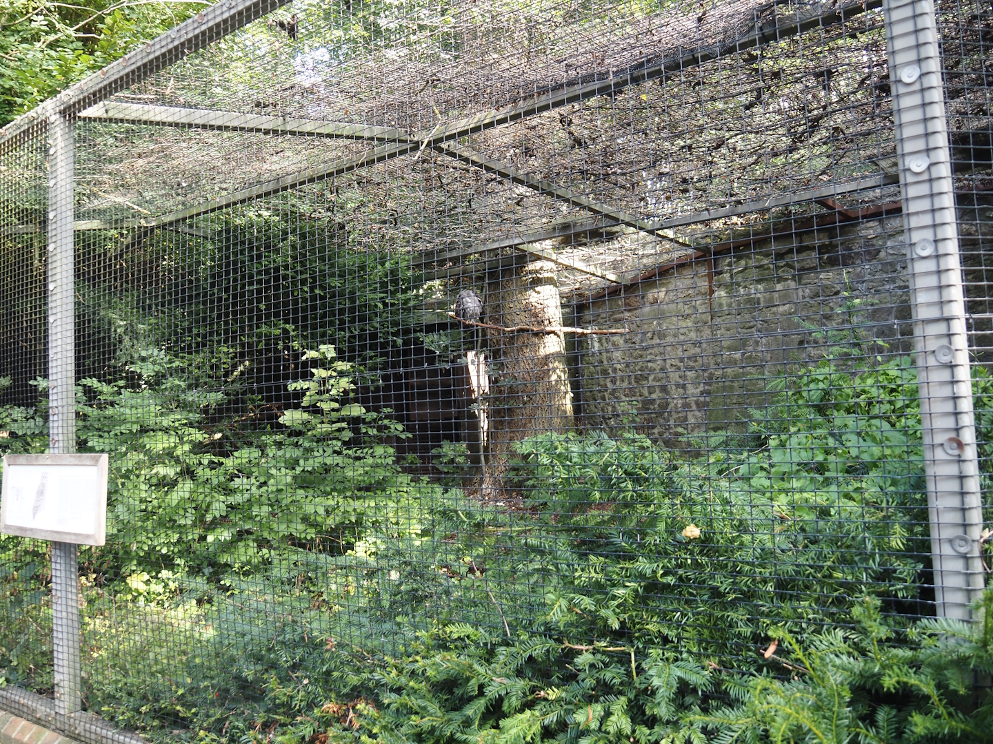 Verreaux's eagle-owl aviary, 2024-09-17