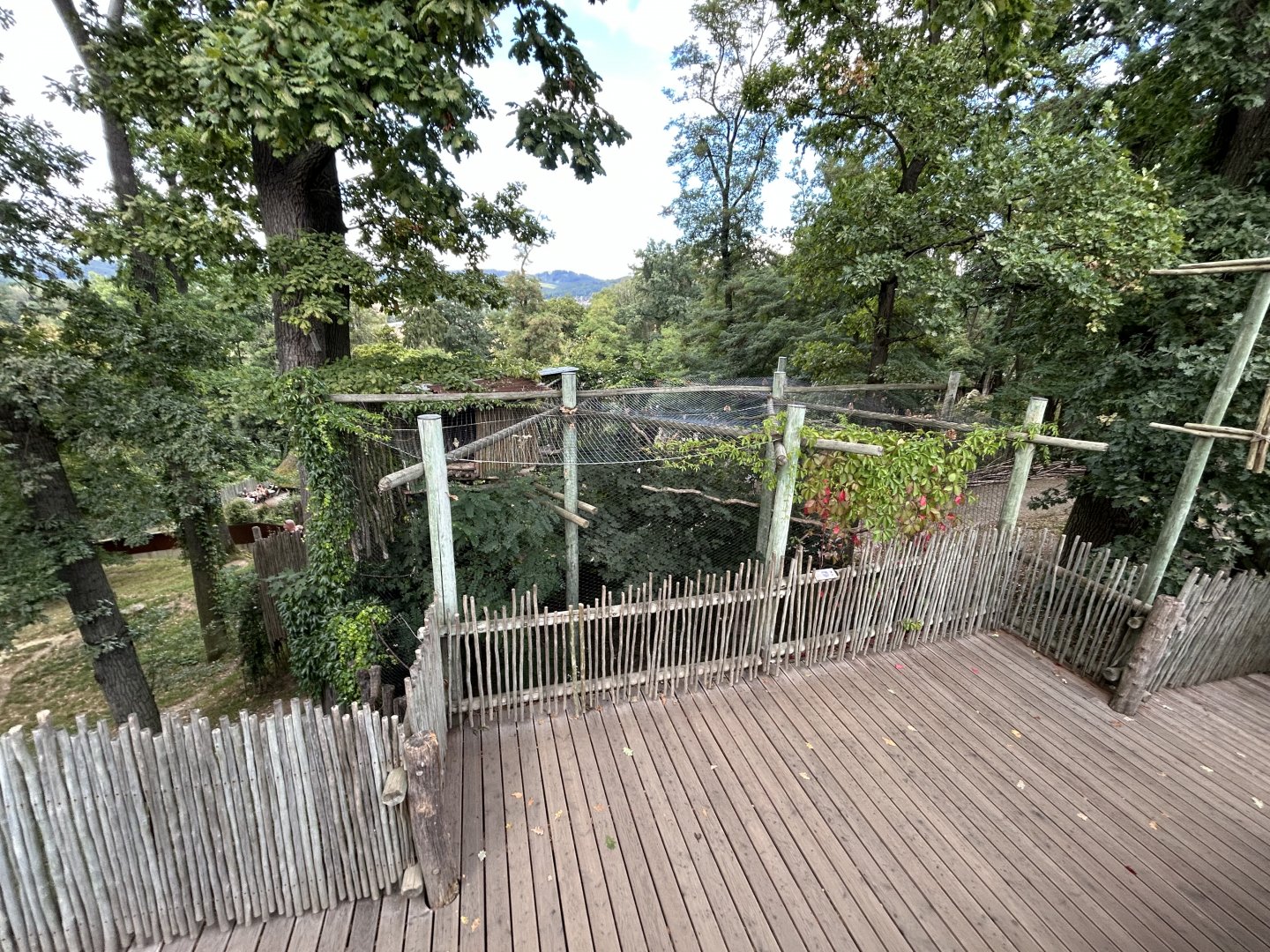 Verreaux’s Eagle Owl Aviary