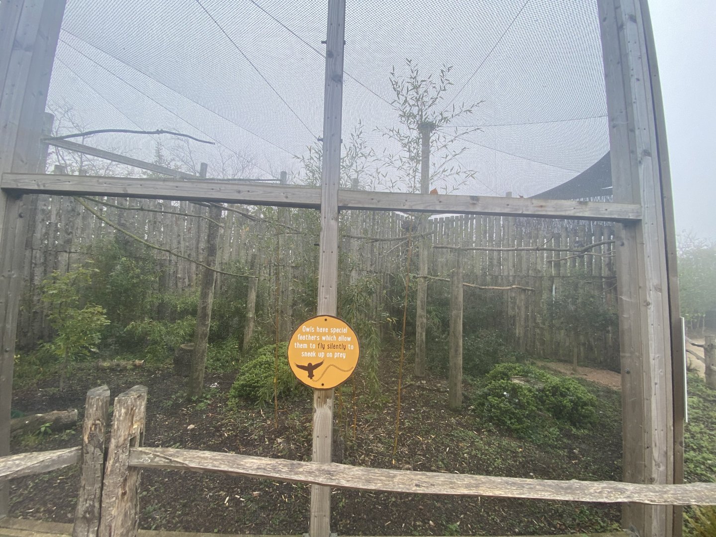 Verreaux’s eagle owl aviary