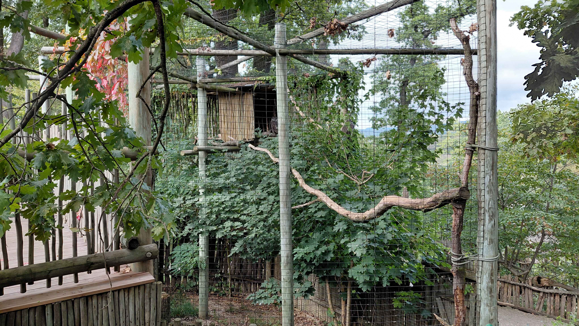 Verreaux's eagle-owl aviary