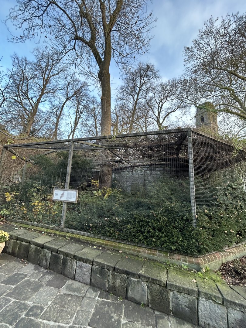 Verreaux’s eagle owl aviary