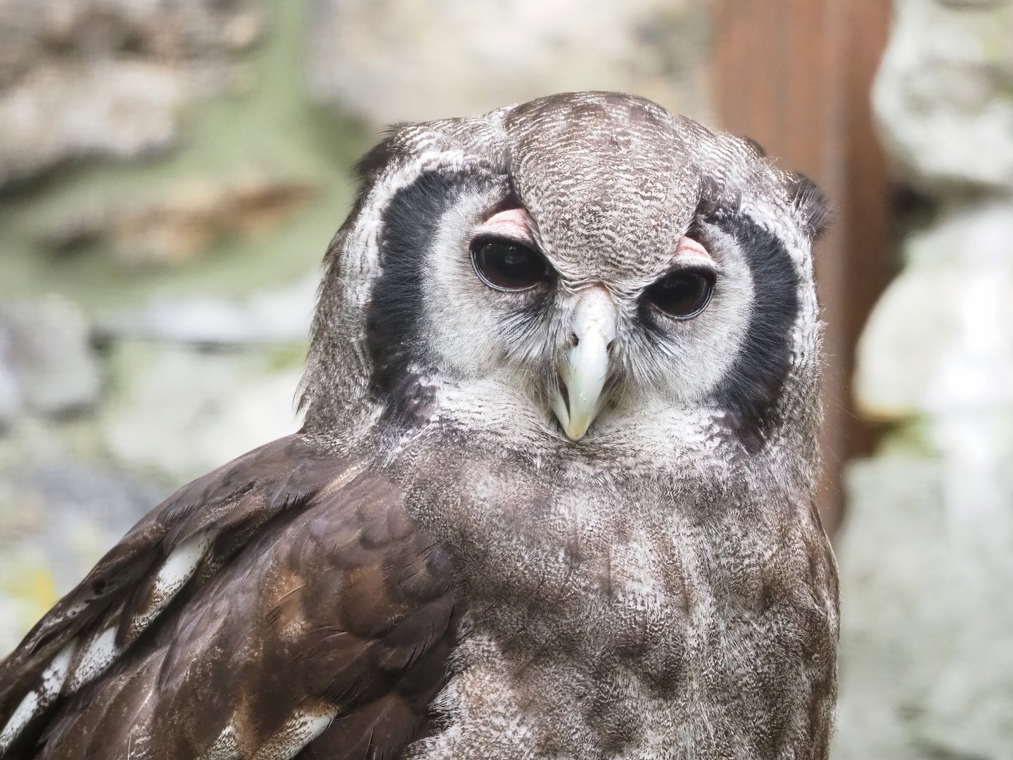Verreaux's eagle-owl (Bubo lacteus), 2023-05-15