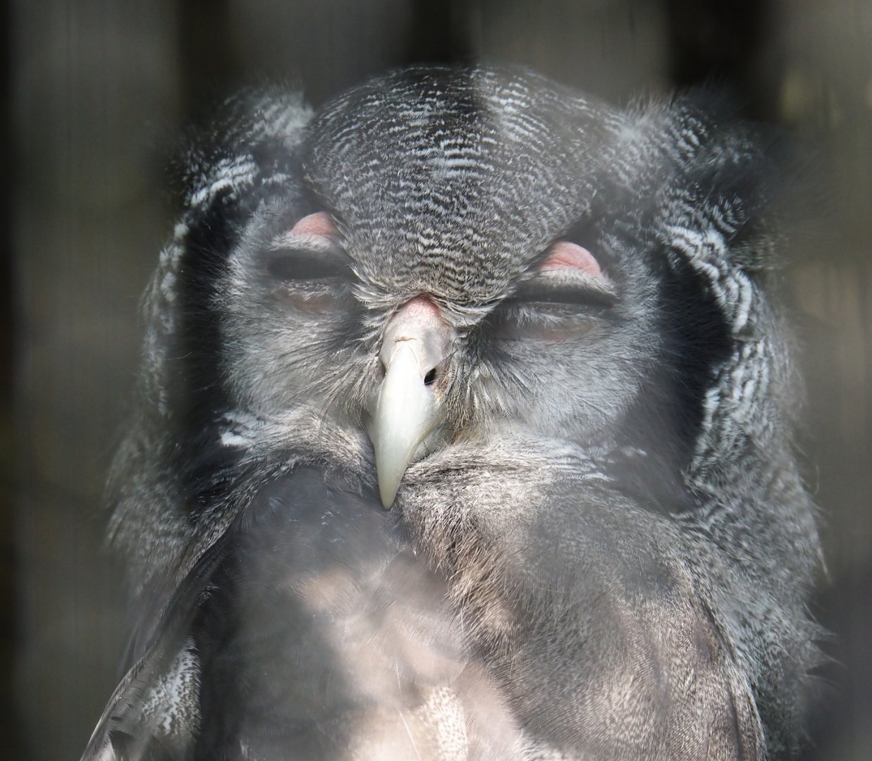 Verreaux's eagle-owl (Bubo lacteus), 2024-09-17