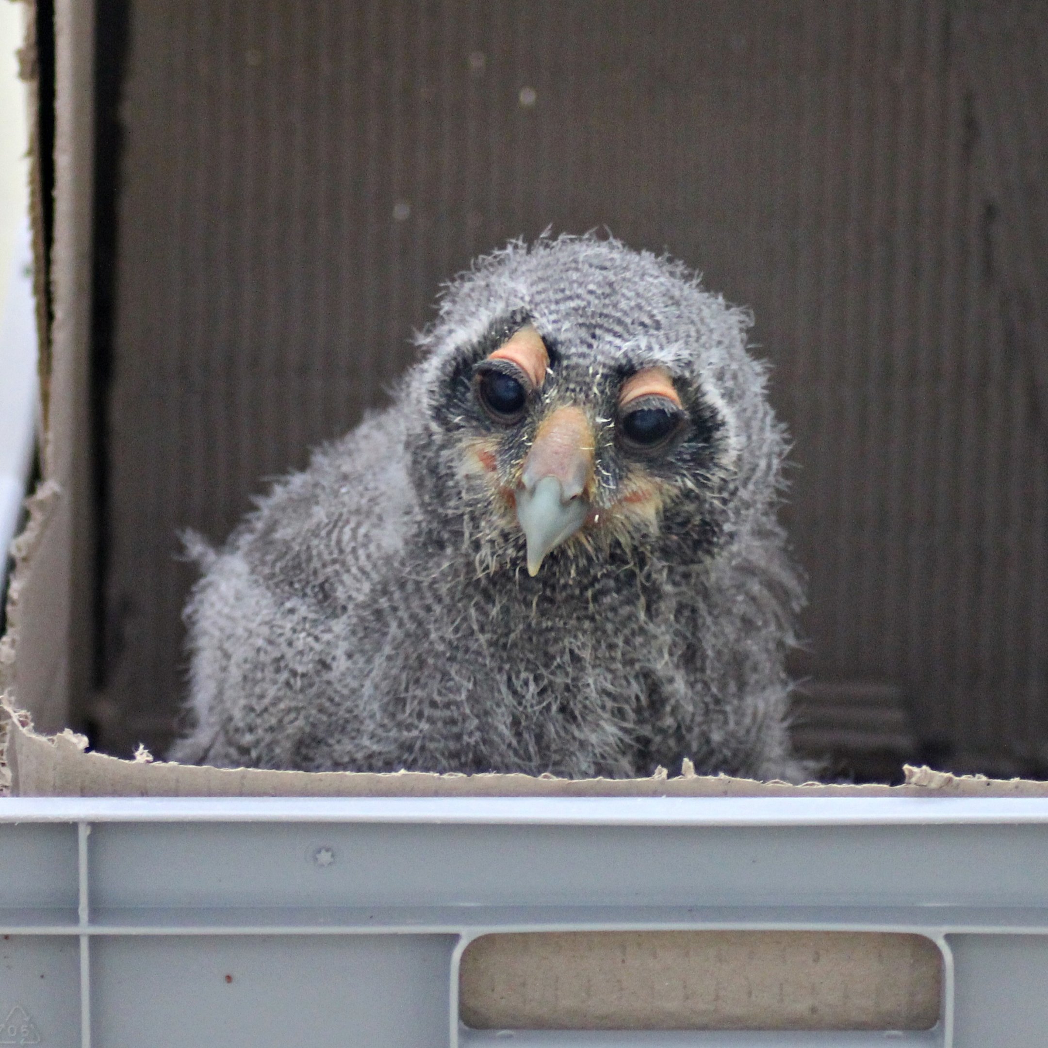 Verreaux's eagle-owl (Bubo lacteus) hatched April 4th -19