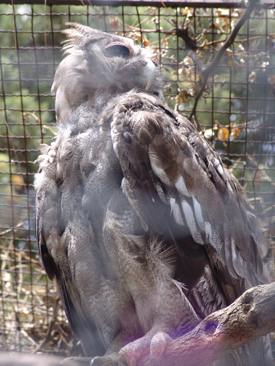 Verreaux's Eagle Owl (Bubo lacteus)