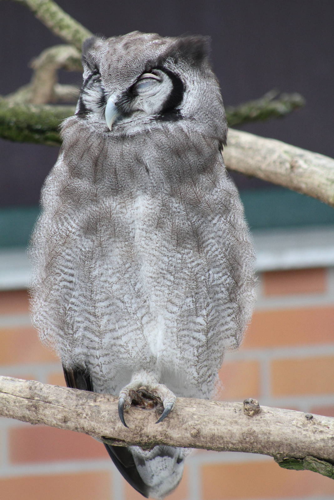 Verreaux's Eagle-Owl (Bubo lacteus)