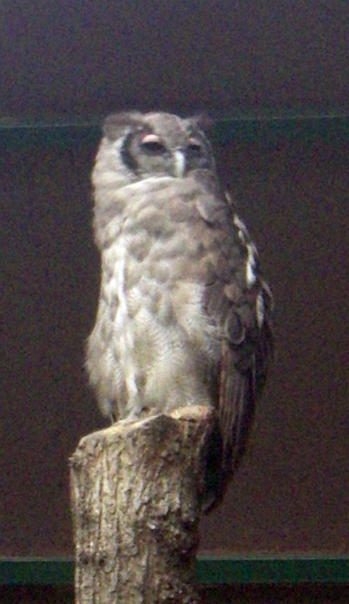 Verreaux's Eagle Owl (Bubo lacteus)