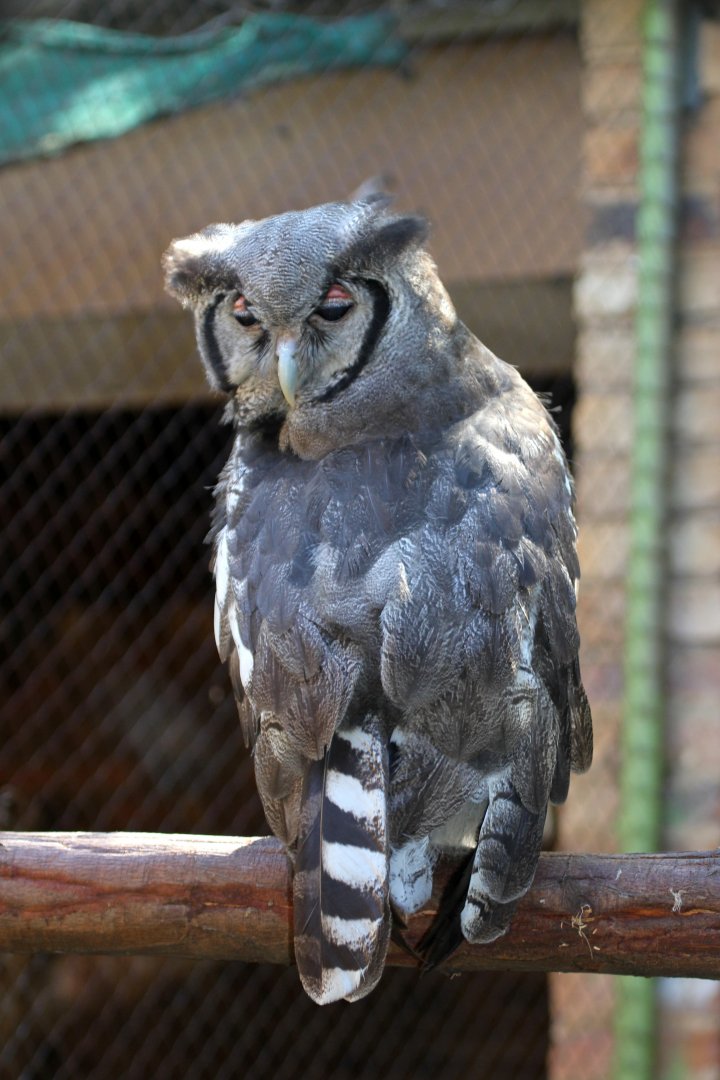 Verreaux's eagle-owl (Bubo lacteus)
