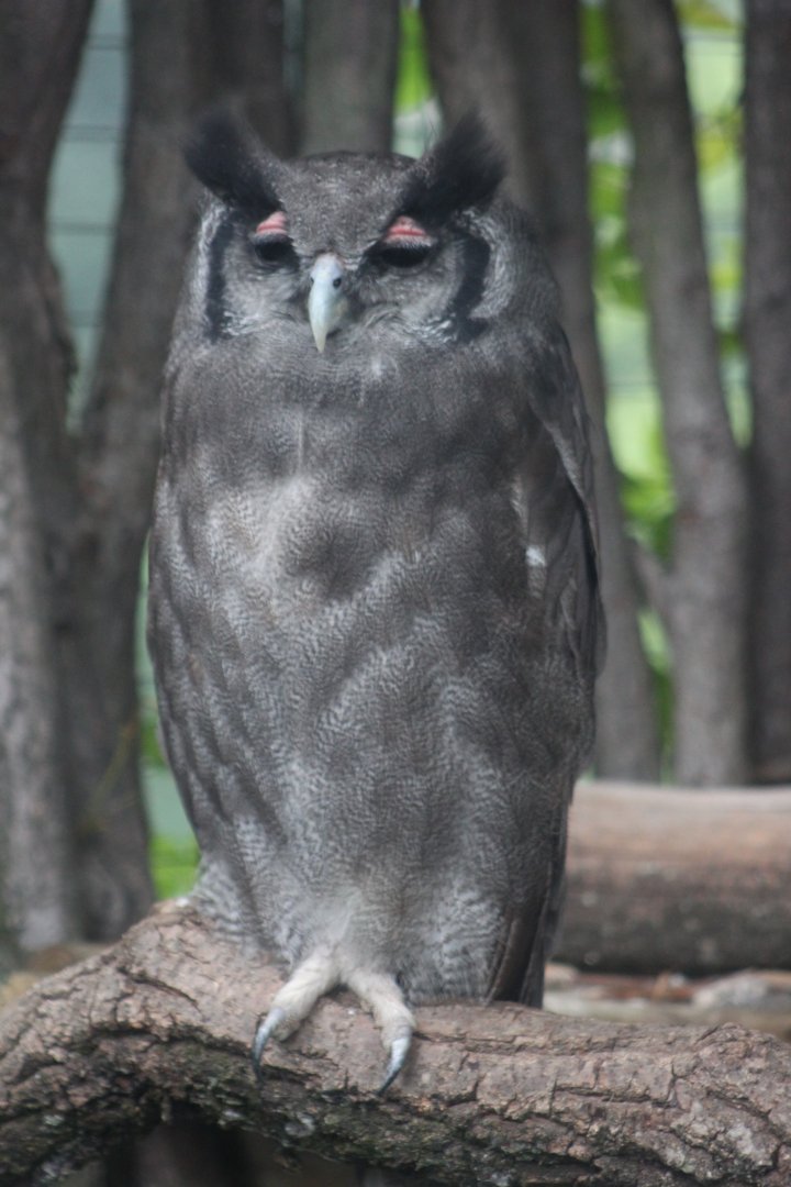 Verreaux's eagle-owl (Bubo lacteus)