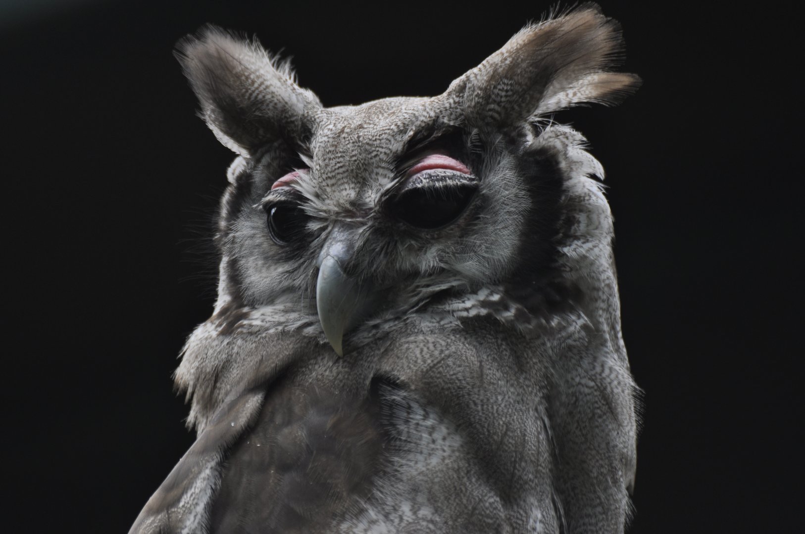 Verreaux's Eagle-owl (Bubo lacteus)