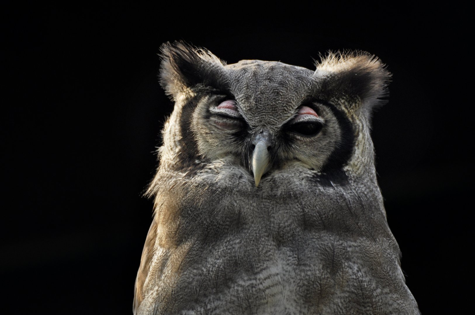 Verreaux's Eagle-owl (Bubo lacteus)