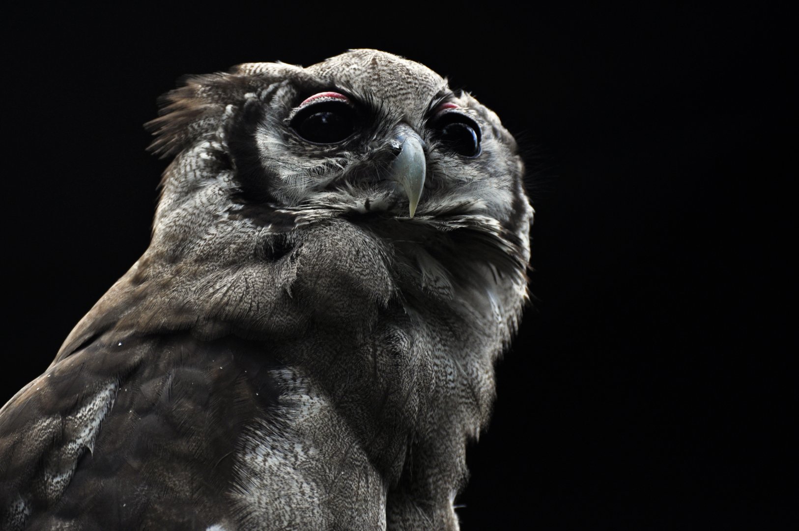 Verreaux's Eagle-owl (Bubo lacteus)