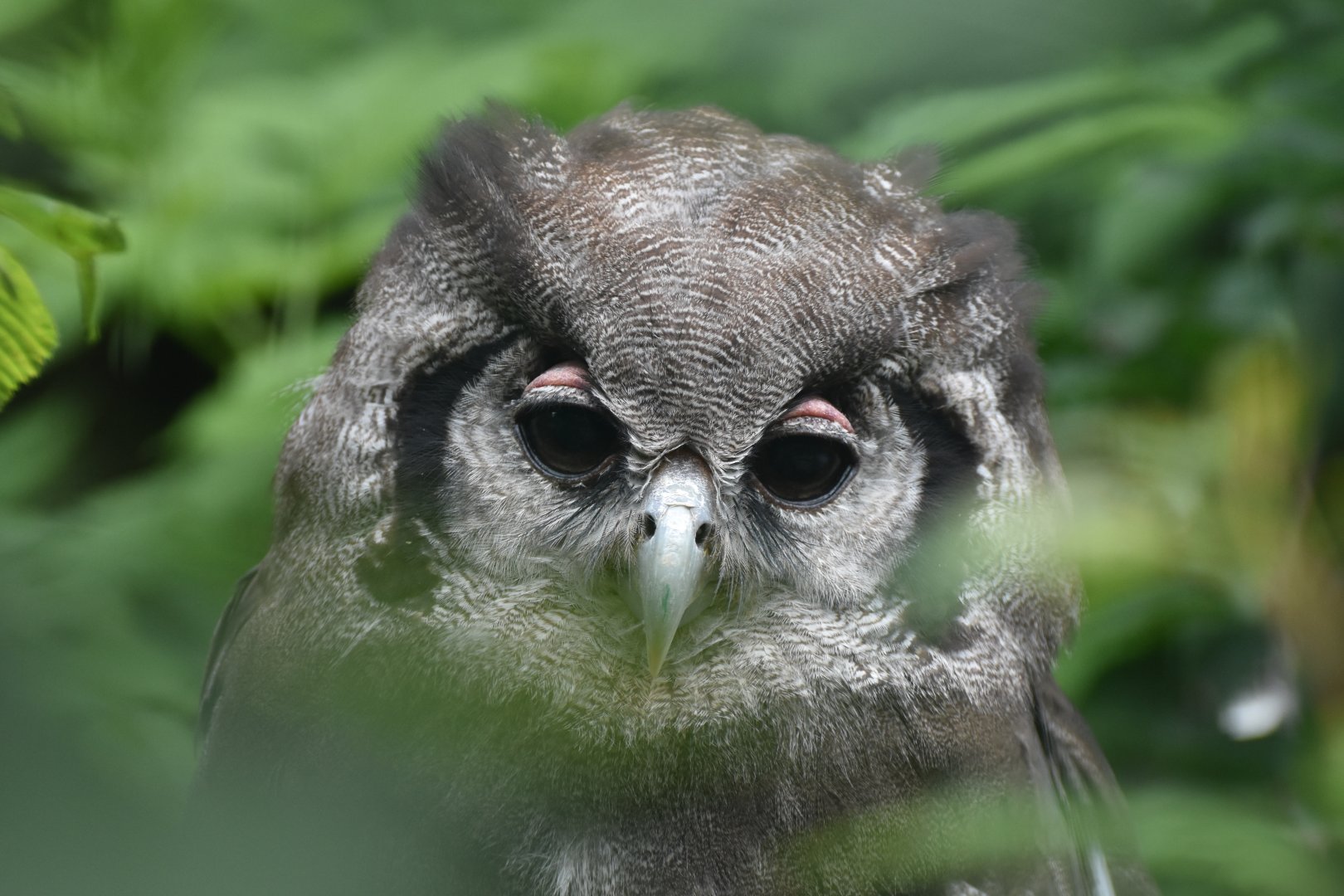 Verreaux's Eagle-Owl Bubo lacteus