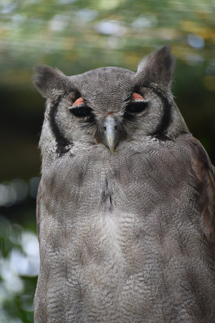 Verreaux's Eagle-Owl - Bubo lacteus