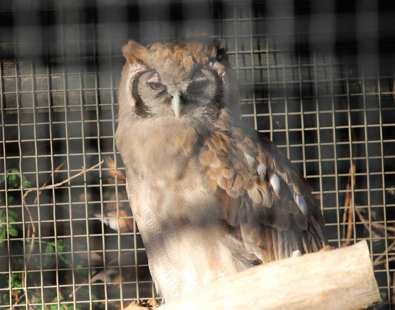Verreaux’s Eagle-owl (Bubo lacteus)