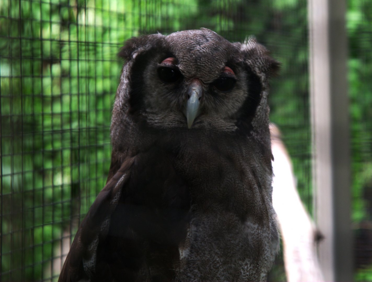 Verreaux's Eagle-owl (Bubo lacteus)