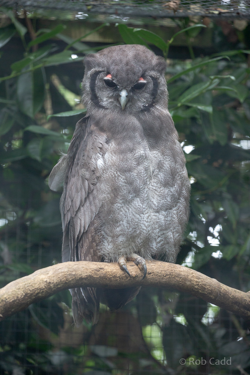 Verreaux's eagle-owl : Cotswold Falconry Centre : 04 Sep 2020