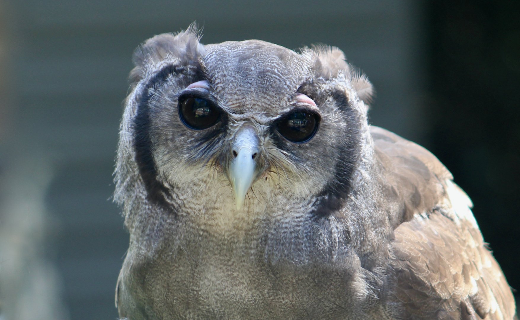 Verreaux's Eagle-Owl (Ketupa lactea) - "Jibini"
