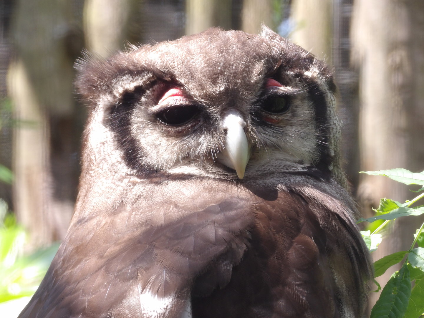 Verreaux's Eagle-Owl (Ketupa lactea)