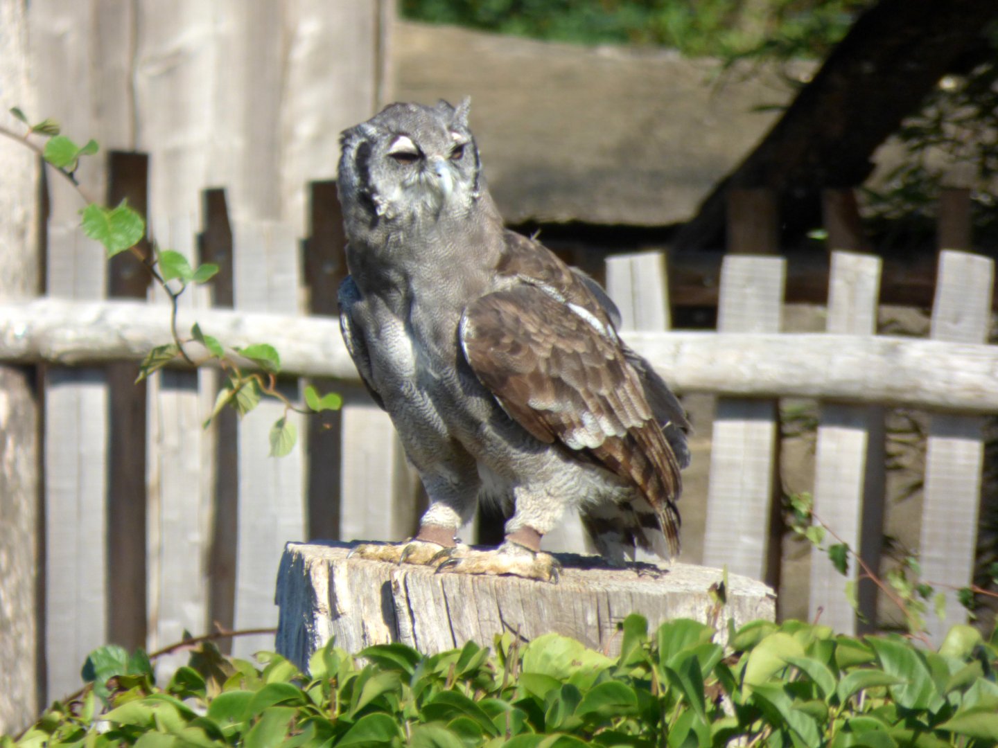 Verreaux's eagle-owl (Ketupa lactea)