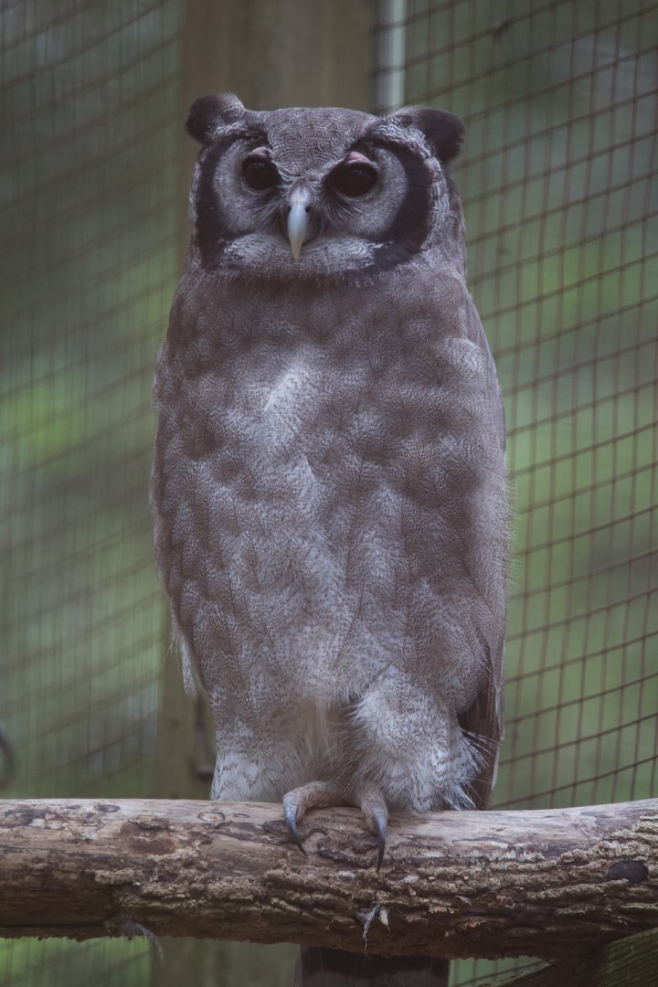 Verreaux's Eagle Owl/ Ketupa lacteus