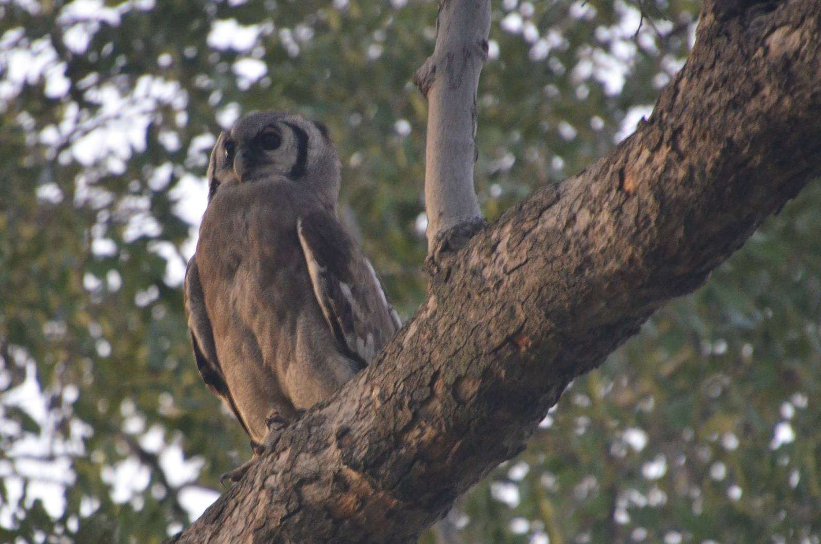 Verreaux's Eagle Owl, Moremi Game Reserve, Botswana, 29/04/16