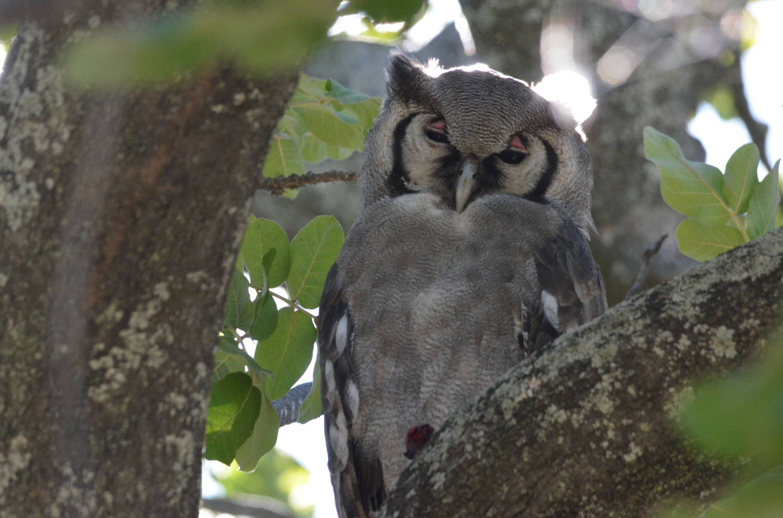 Verreaux's Eagle Owl, Moremi Game Reserve, Botswana, 29/04/16
