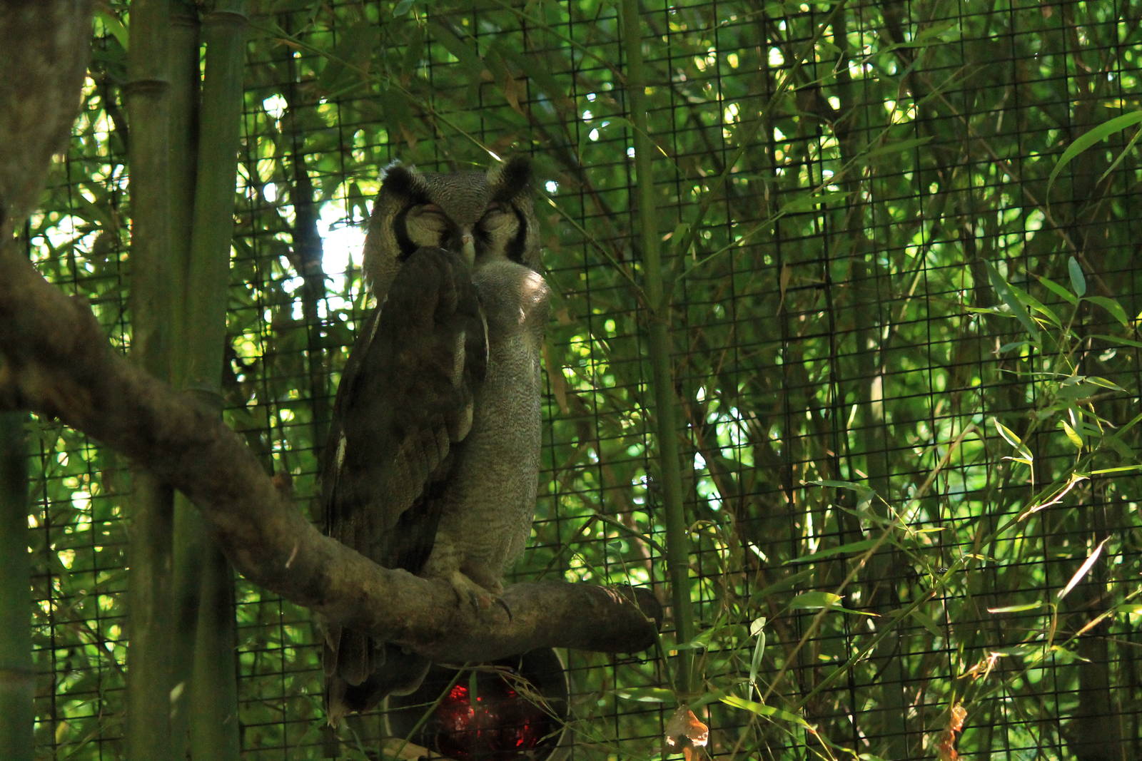 Verreaux's Eagle-Owl