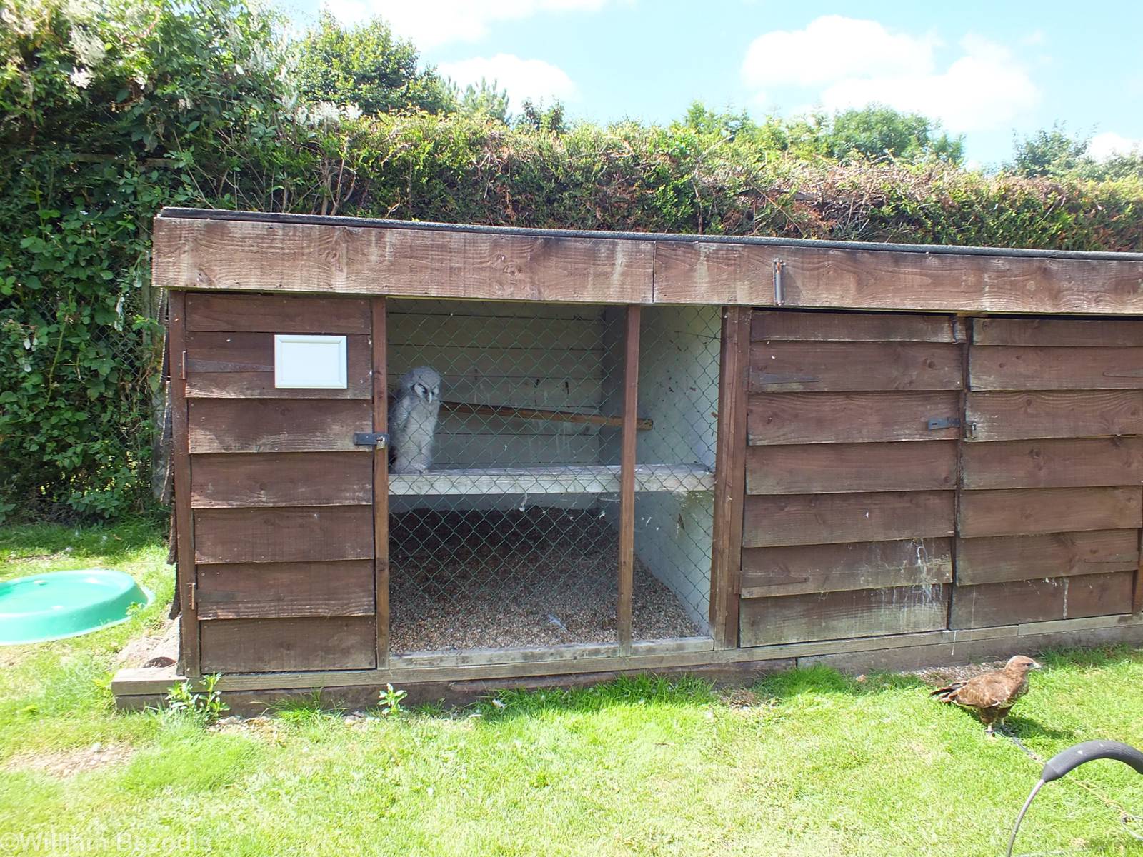 Verreaux's Eagle Owl