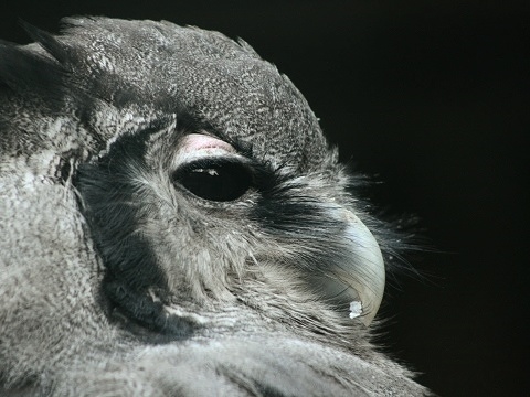 Verreaux's Eagle-owl