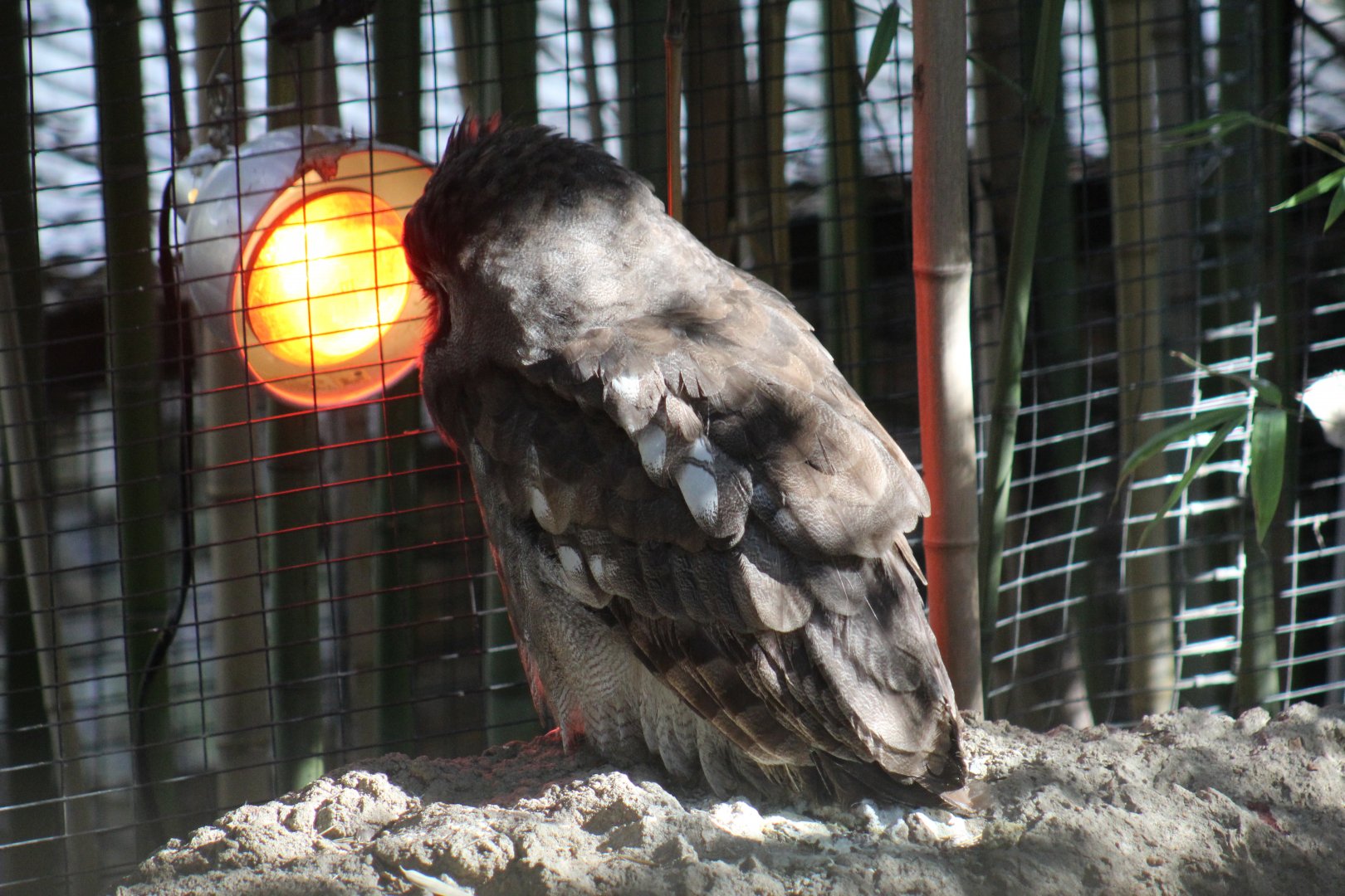 Verreaux's Eagle-Owl