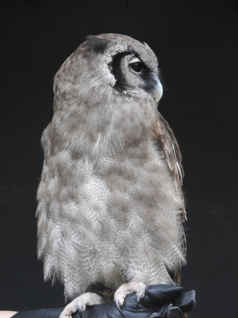 Verreaux's Eagle Owl