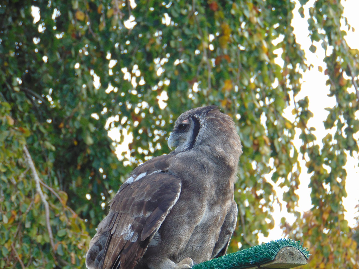 Verreaux's Eagle-owl