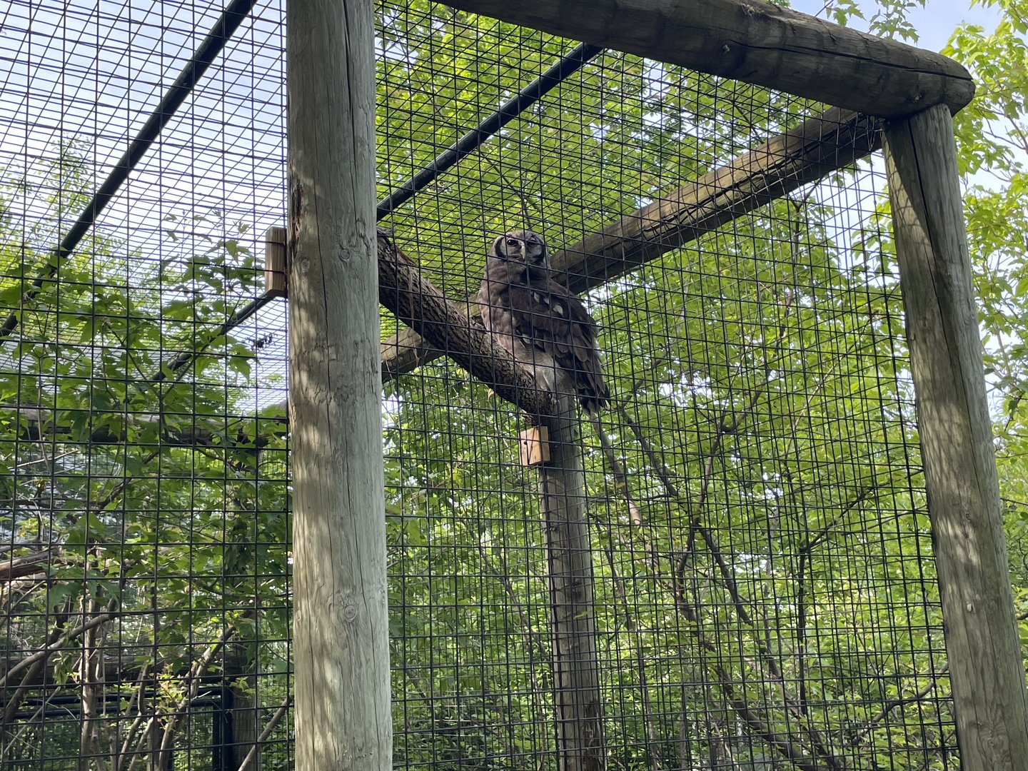 Verreaux’s eagle owl