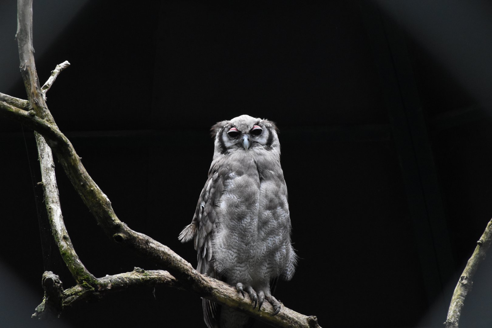 Verreaux's eagle-owl