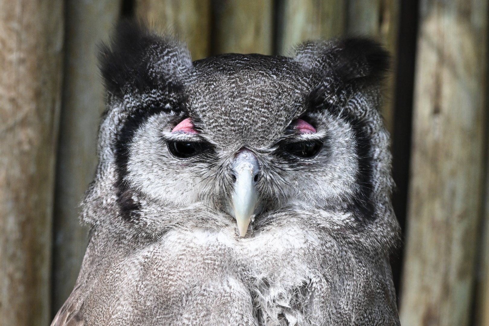 Verreaux's eagle-owl
