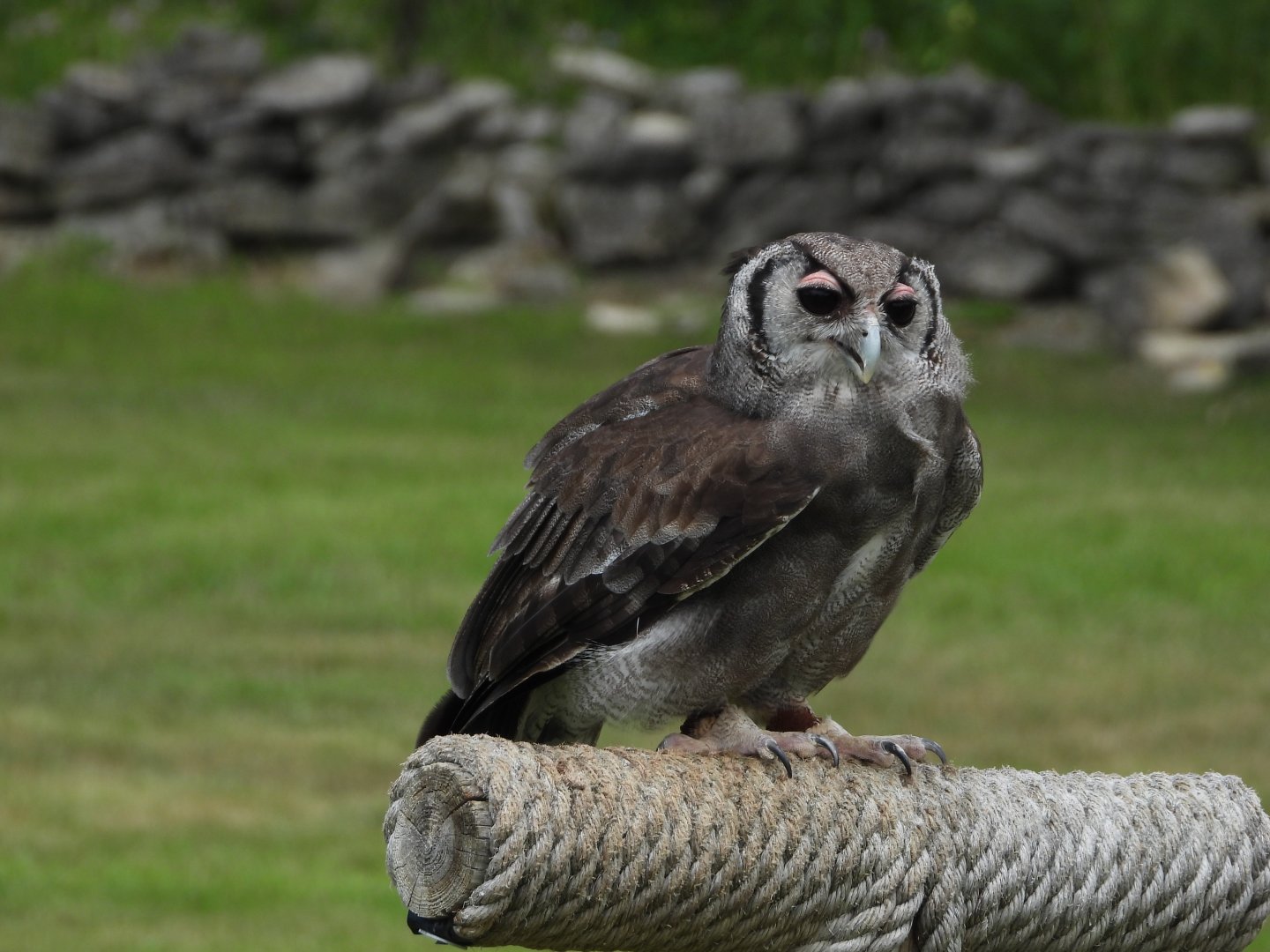 Verreaux's eagle owl