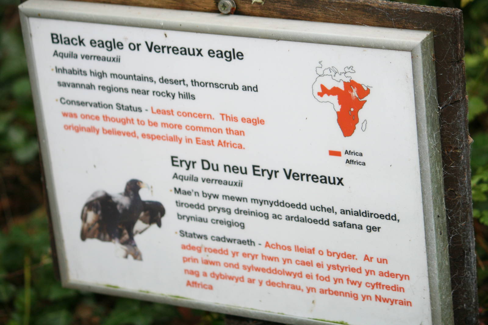 Verreaux's eagle sign