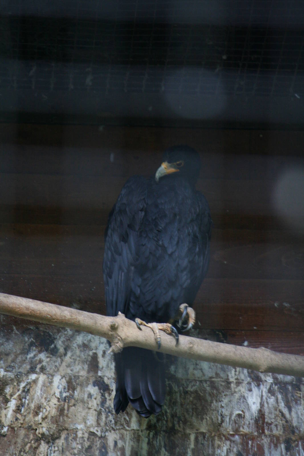 Verreaux's eagle