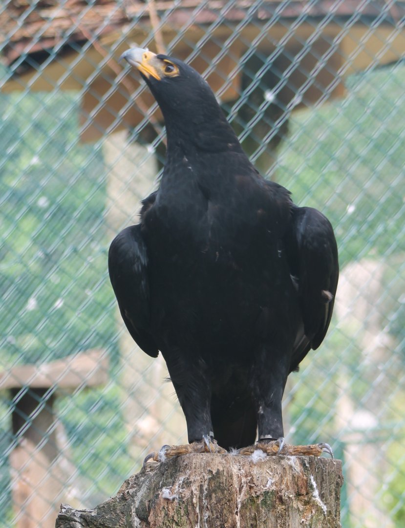 Verreaux's eagle