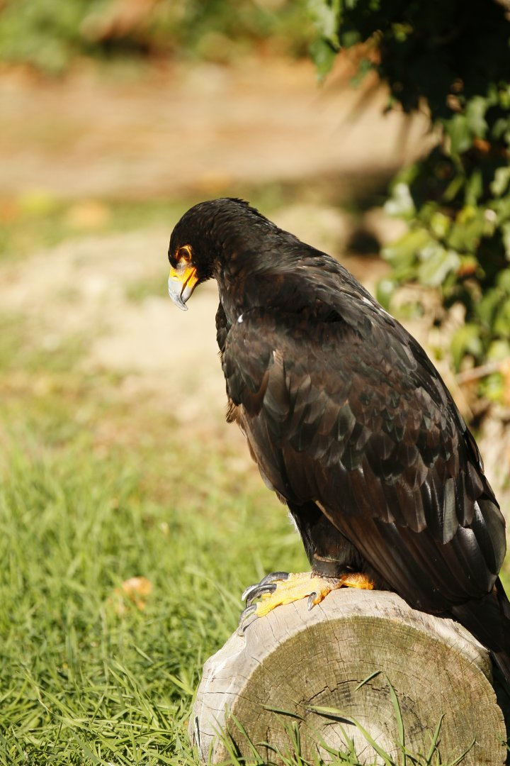 Verreaux's eagle