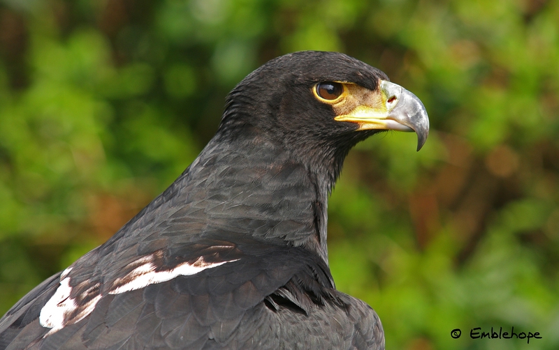 Verreaux's Eagle