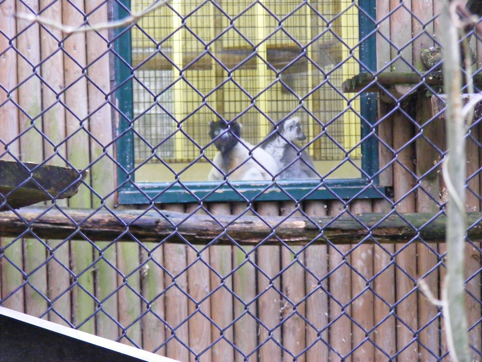 Verreaux's sifaka and ring-tailed lemur at Port Lympne Wild Animal Park, 13