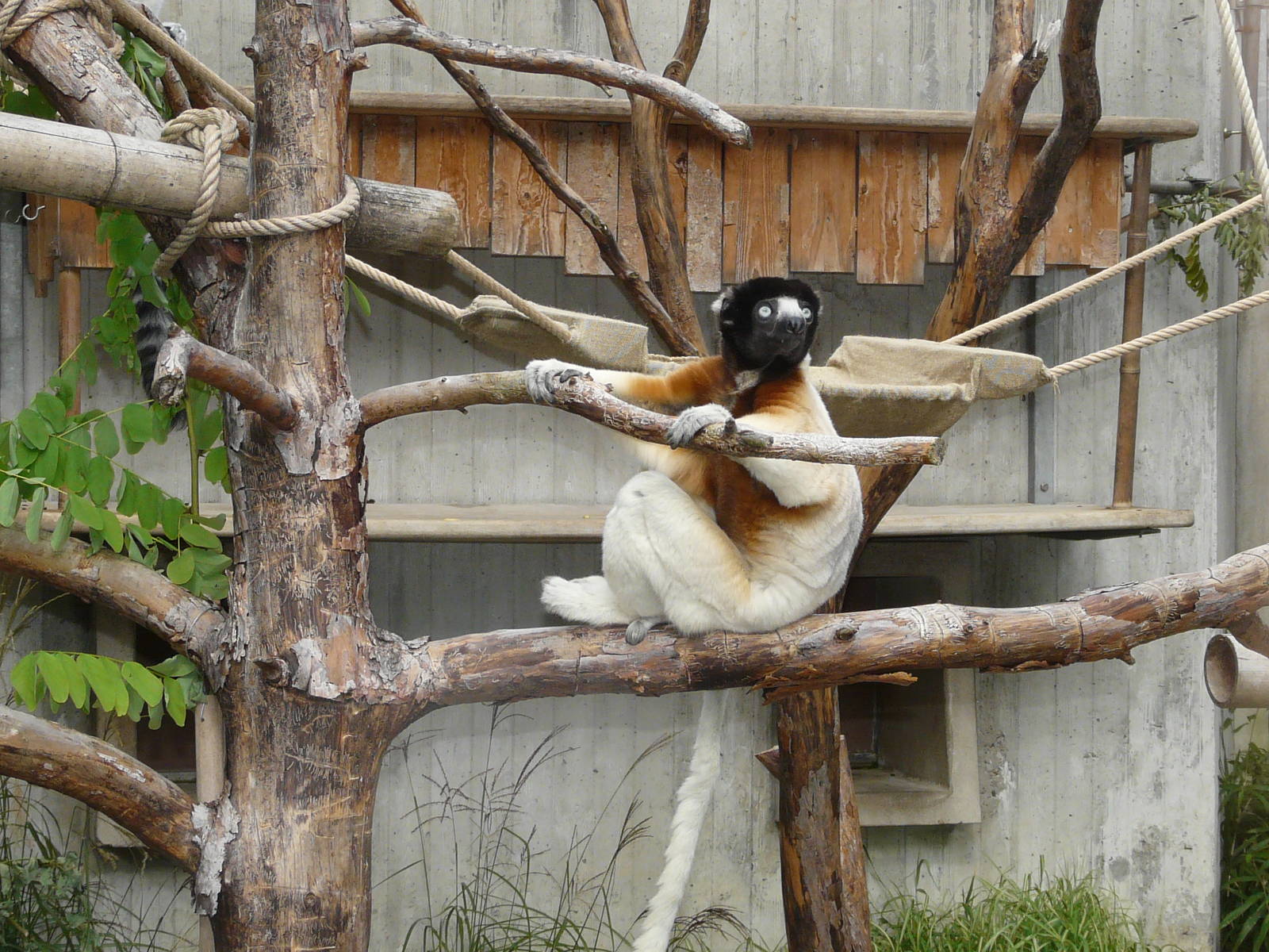 Verreauxs sifaka/ Propithecus verreauxi coronatus