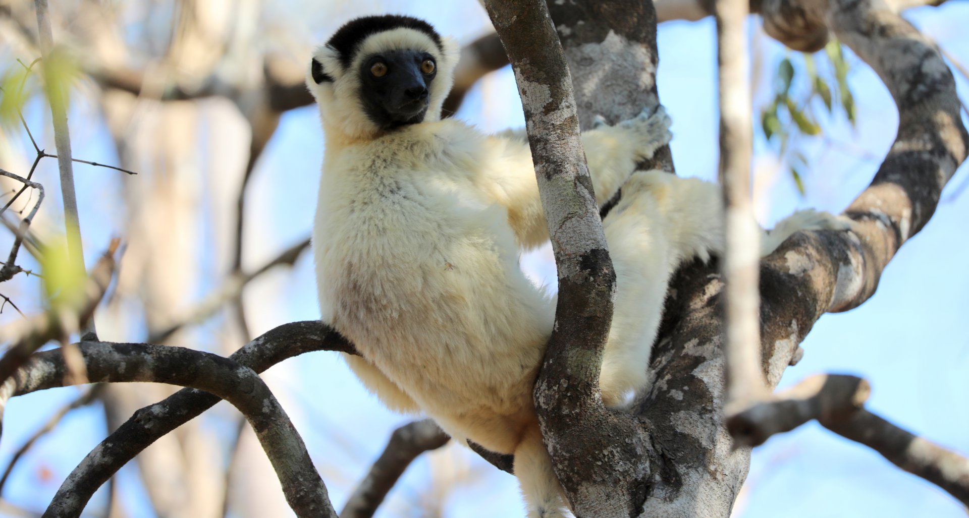Verreaux's sifaka (Propithecus verreauxi)