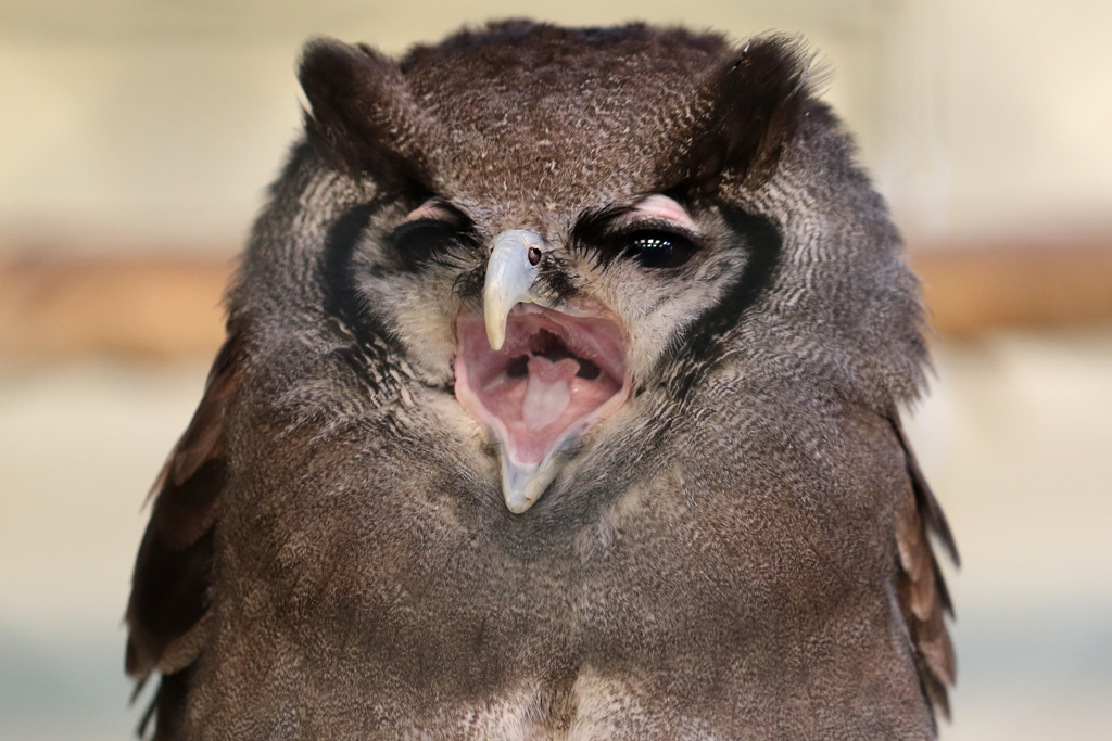 Verreux's Eagle Owl at Knowsley Safari 22/12/2016